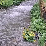 Mountain Spring Kranjska Gora