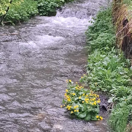 Mountain Spring Kranjska Gora