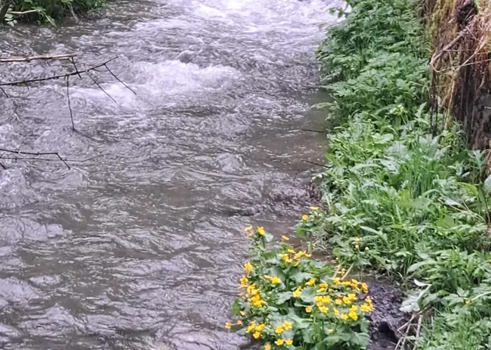 Mountain Spring Kranjska Gora
